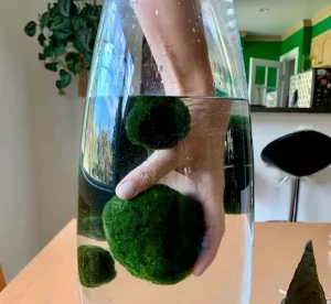 Marimo