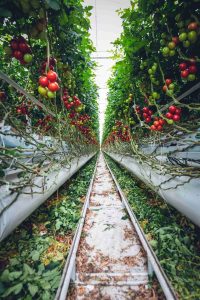 verticalfarm 